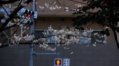 都会の桜