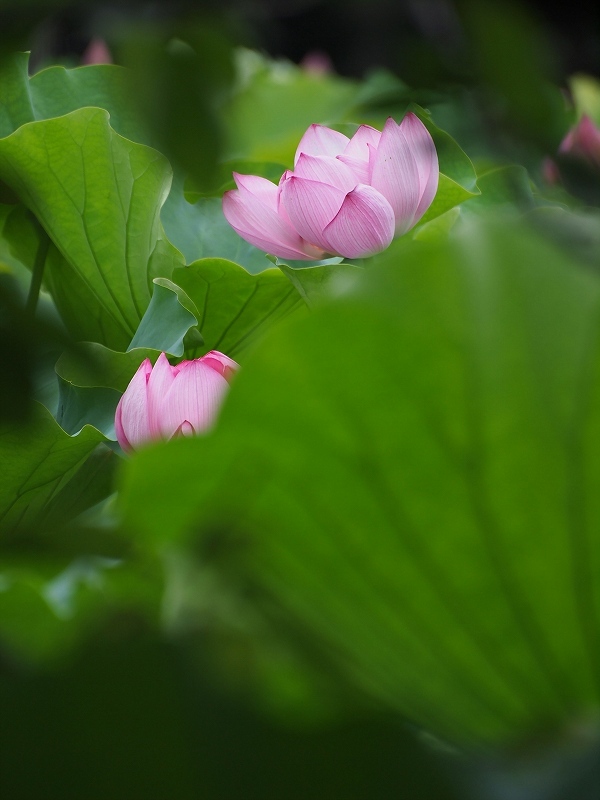 蓮花