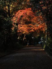 紅葉隧道