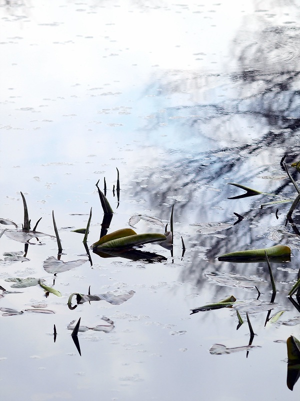 初夏を待つ・・・（コウホネ）