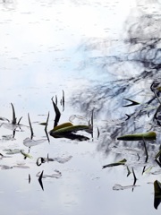 初夏を待つ・・・（コウホネ）