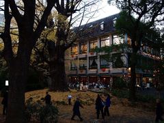 日比谷公園・松本楼前の大銀杏