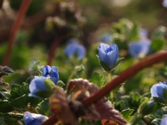 オオイヌノフグリ