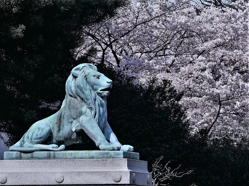 上野・国立博物館の桜①