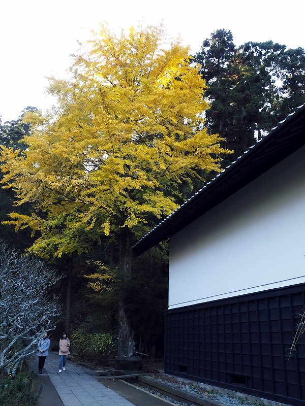 大銀杏(北鎌倉・東慶寺)