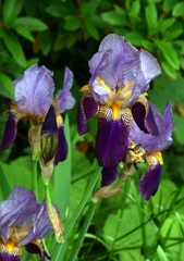 ジャーマンアイリス