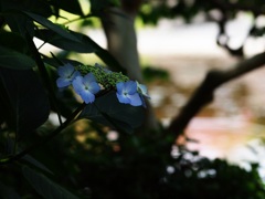 木陰のアジサイ