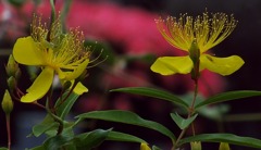 時季の花(ビヨウヤナギ)