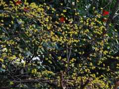 今が盛り・・・（サンシュユ）