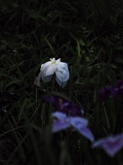 菖蒲田の風景②