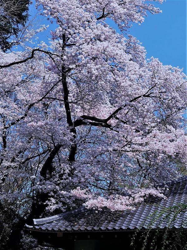 上野・国立博物館の桜②