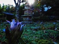 竜胆の寺（鎌倉東慶寺）