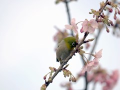 河津桜を啄ばむメジロ