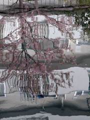 水面の河津桜