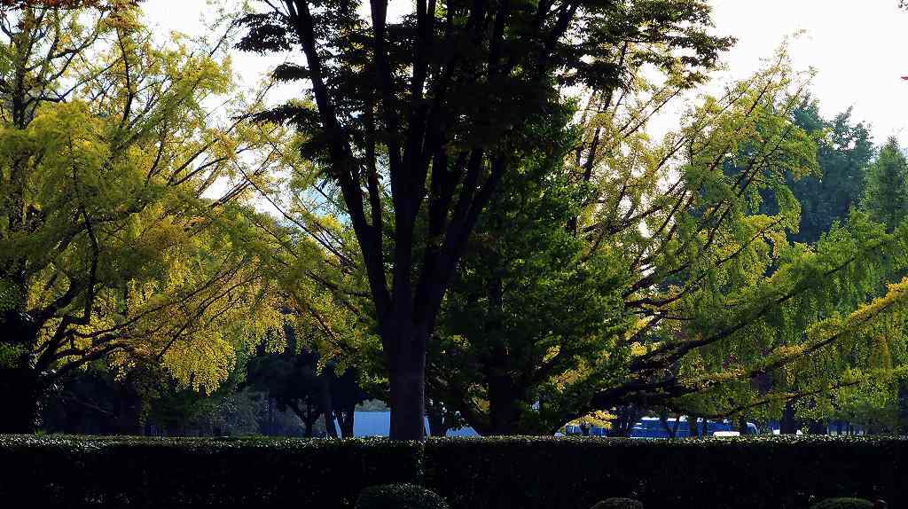 羽ばたく銀杏[和田倉公園]
