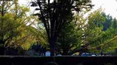 羽ばたく銀杏[和田倉公園]