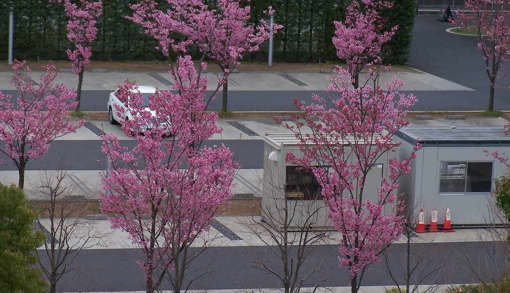 駐車場の春