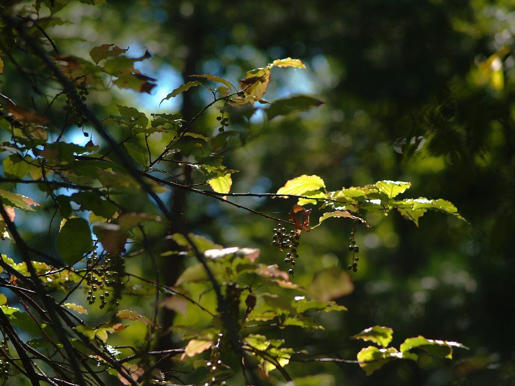 花宴の跡(ウツギ)