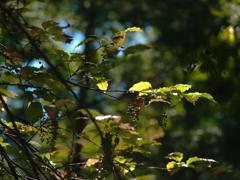 花宴の跡(ウツギ)