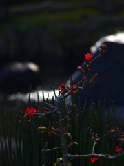 時分の花（ボケ）