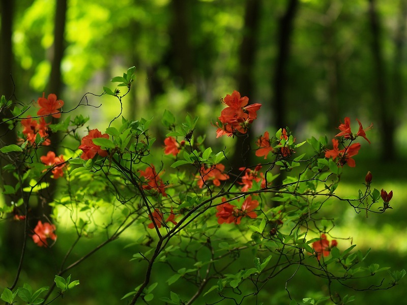 時分の花(やまつつじ)