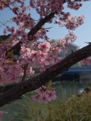 河津桜