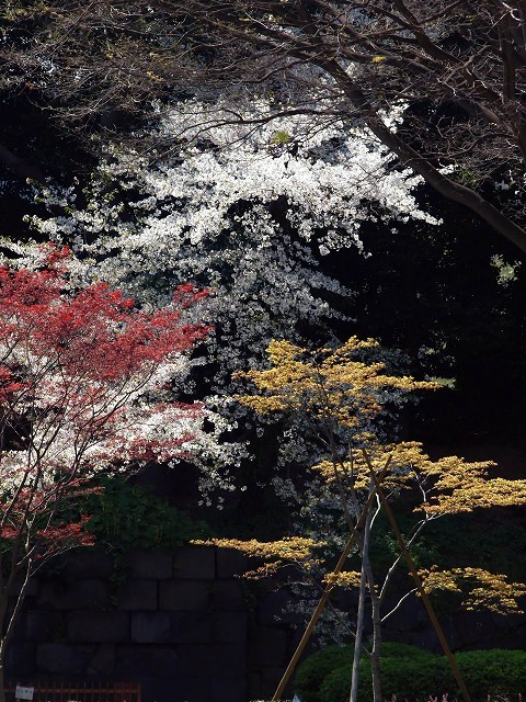 桜と若葉の季節