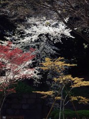 桜と若葉の季節