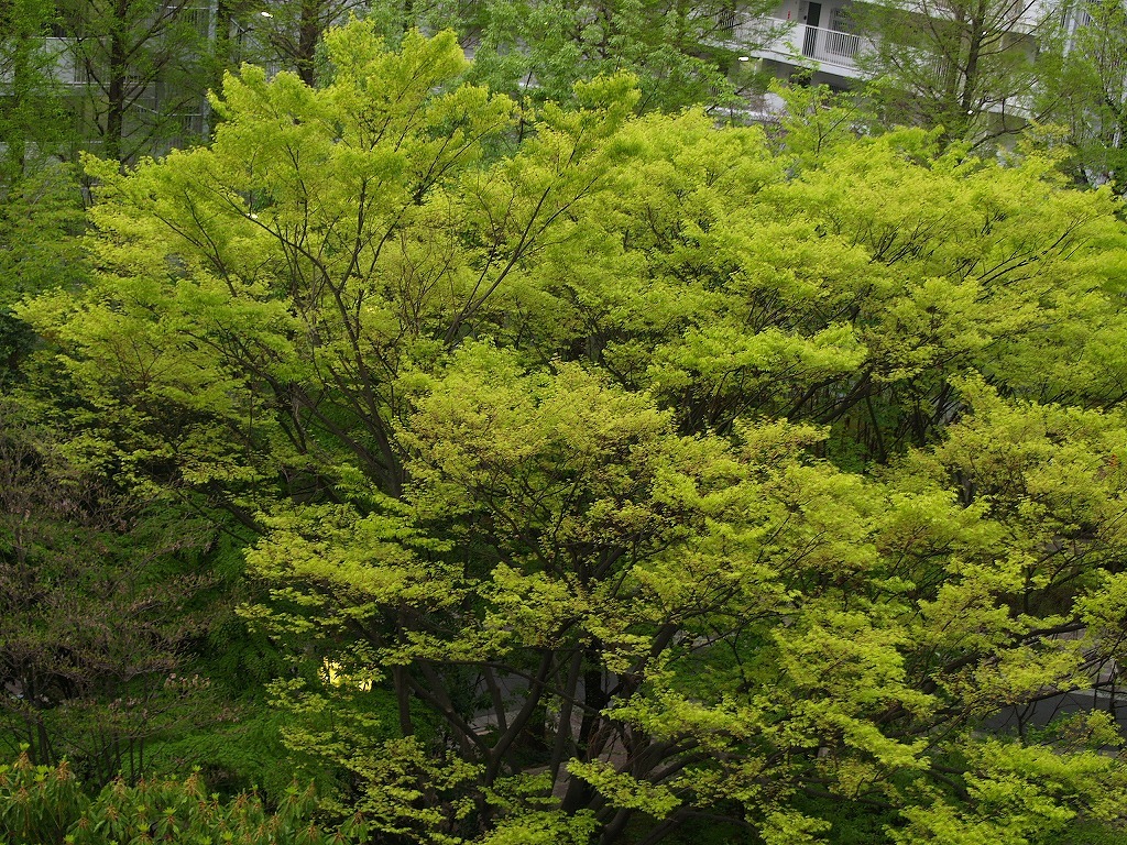 新緑の候(巨大ケヤキ)