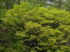 新緑の候(巨大ケヤキ)