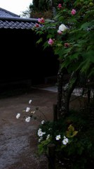 酔芙蓉と秋明菊(東慶寺境内)