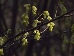 黄色い耳飾(トサミズキ)