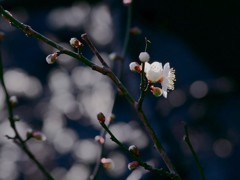 白梅