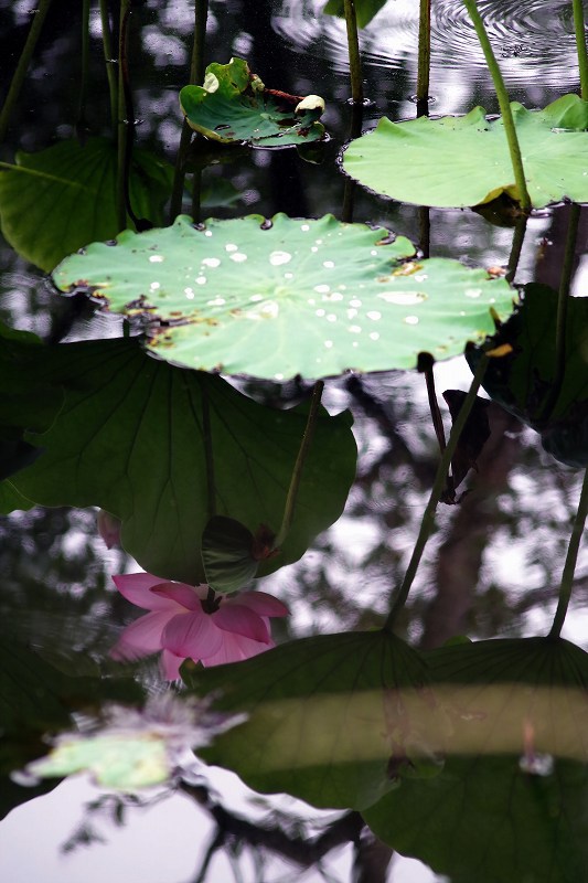 水中花