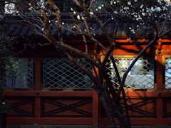 根津神社社殿の梅