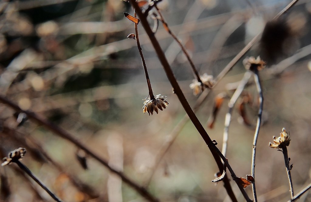 冬の小菊