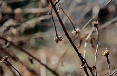 冬の小菊