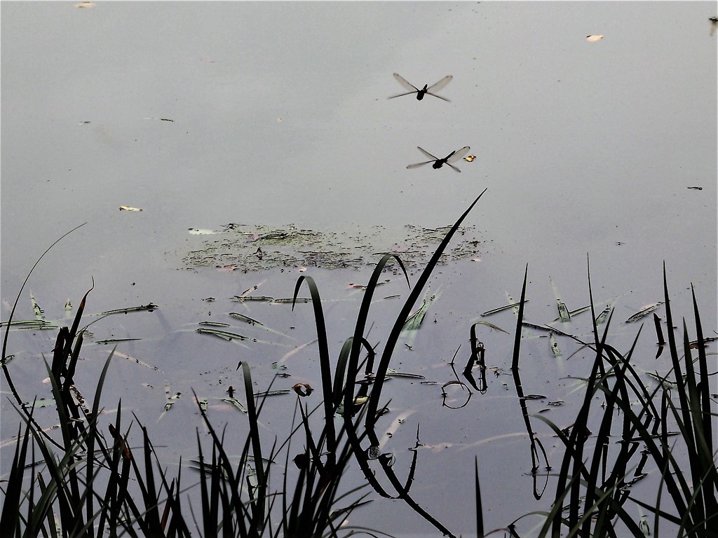 梅雨の風景①