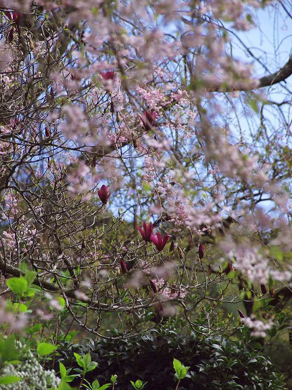 枝垂れ桜と烏木蓮
