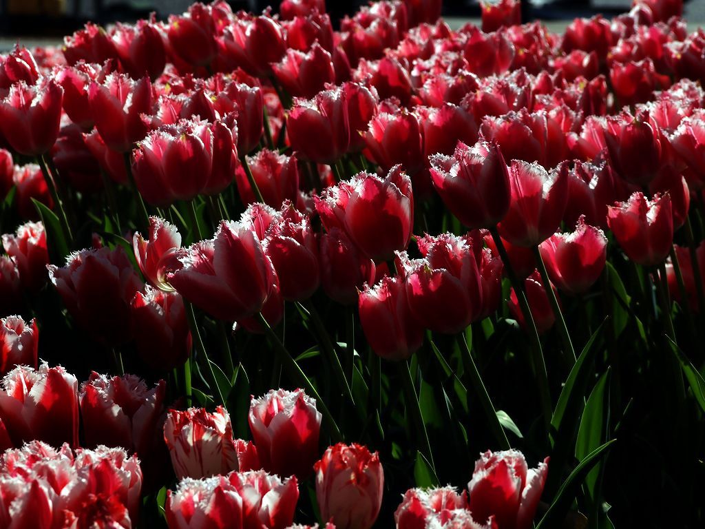 チューリップフェアー