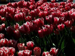 チューリップフェアー