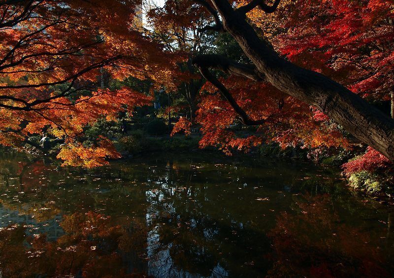 日比谷公園にも紅葉が・・