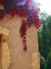 壁を彩る蔦紅葉(ロメンモーティエ)