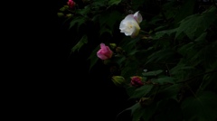 酔芙蓉・・東慶寺境内