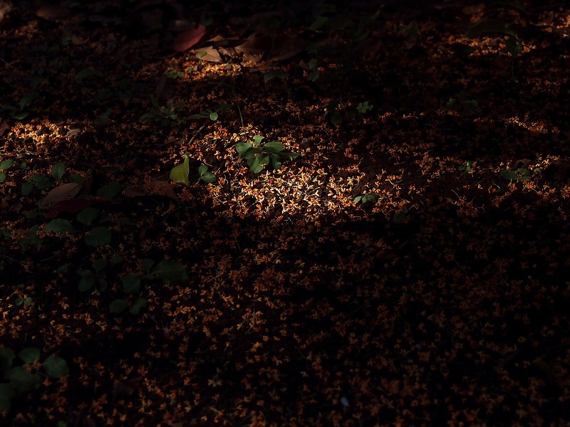 返景〔差し込む光〕と金木犀落花