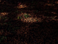 返景〔差し込む光〕と金木犀落花