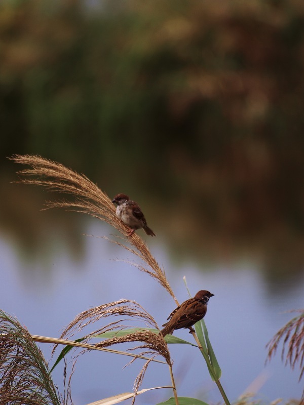 稔りを待つ・・