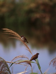 稔りを待つ・・