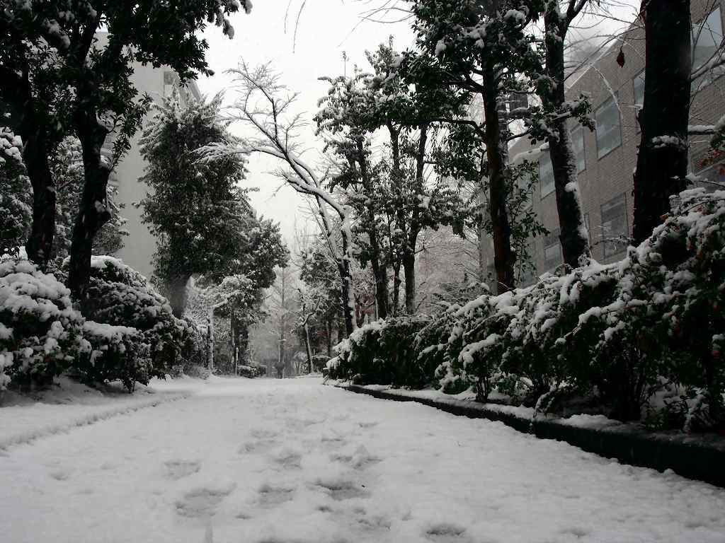 雪の緑道