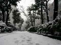 雪の緑道